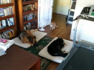 Day 10. My writing family - Alex (4-year-old orange cat), Gentle Ben (11-year-old German Shepherd) and Maile (14-year-old Australian Shepherd/Husky). Our gray cat, Lucy, is sleeping on the printer again. Our black cat, George, is off in a bedroom. (Note the treadmill.)